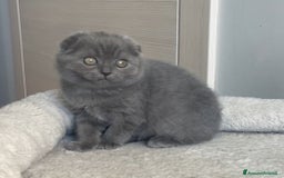 Scottish gatti in vendita: Scottish straight e fold - Annuncio 9