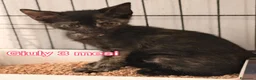 Altre razze gatti in regalo: ADOTTA UN GATTINO  a Provincia di Reggio Emilia - Annuncio 2