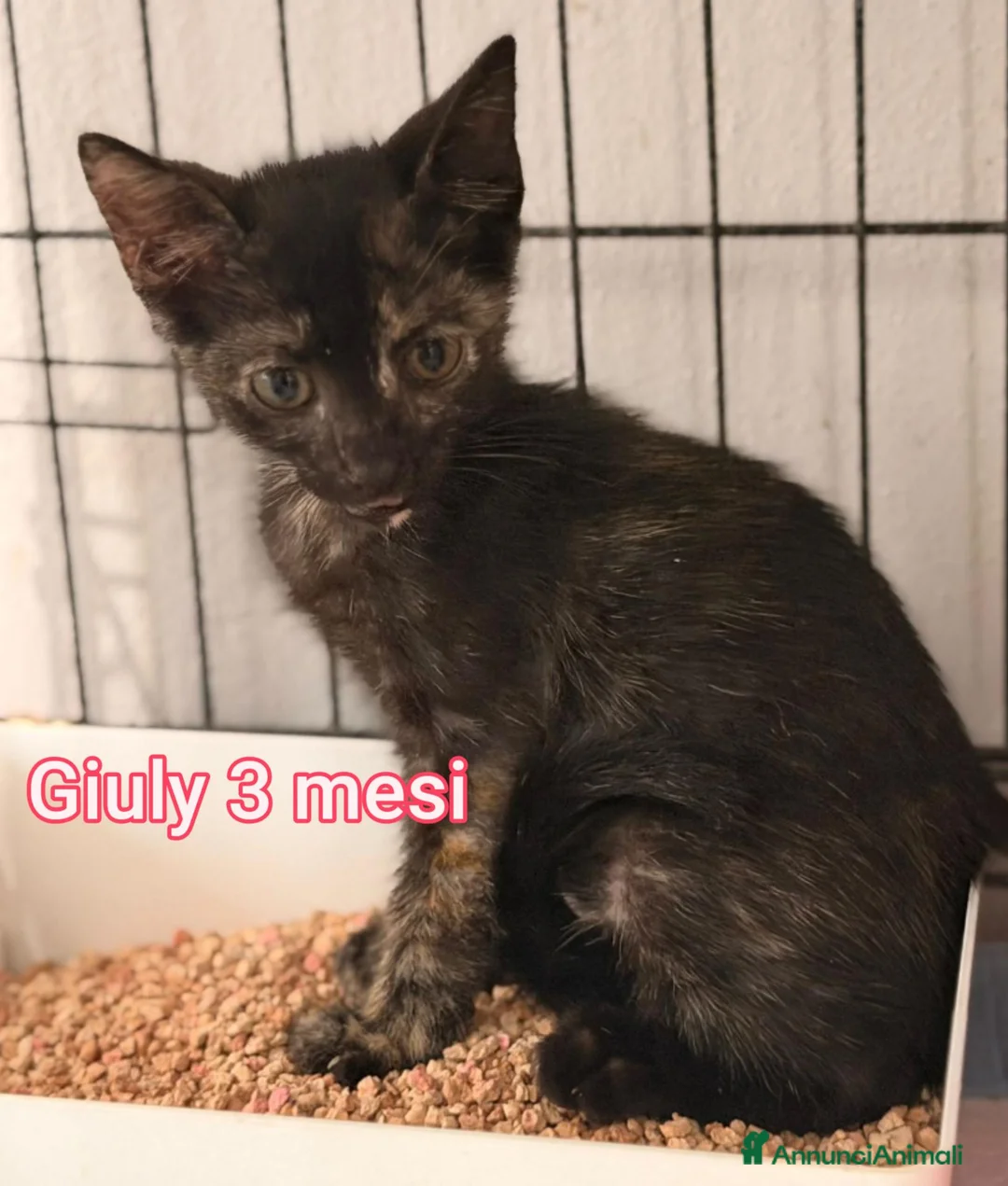 Altre razze gatti in regalo: ADOTTA UN GATTINO  a Provincia di Reggio Emilia - Annuncio 2