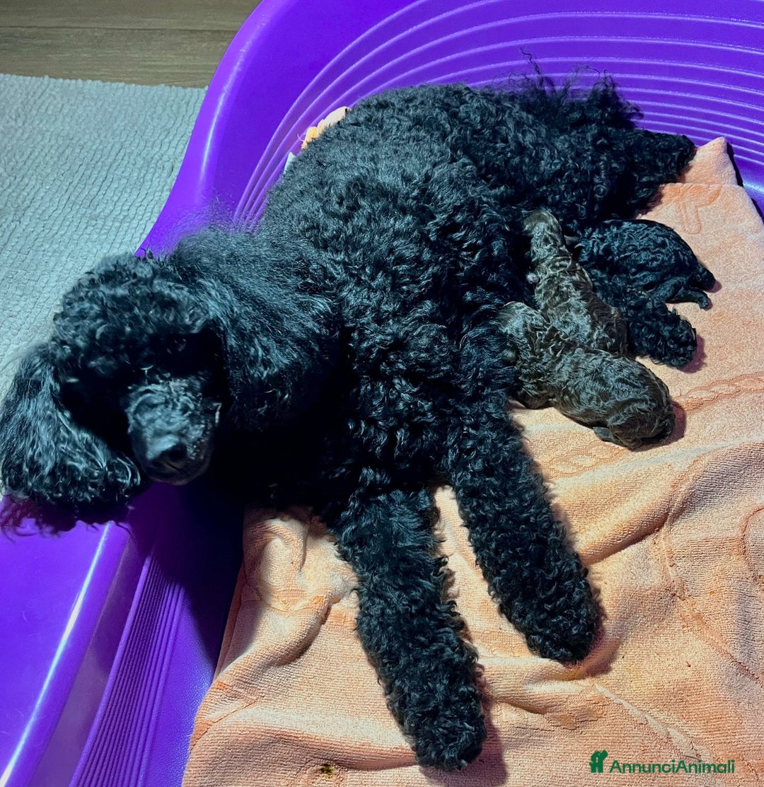 Barboncino Toy cani in vendita: Barboncina Nera - Annuncio 4