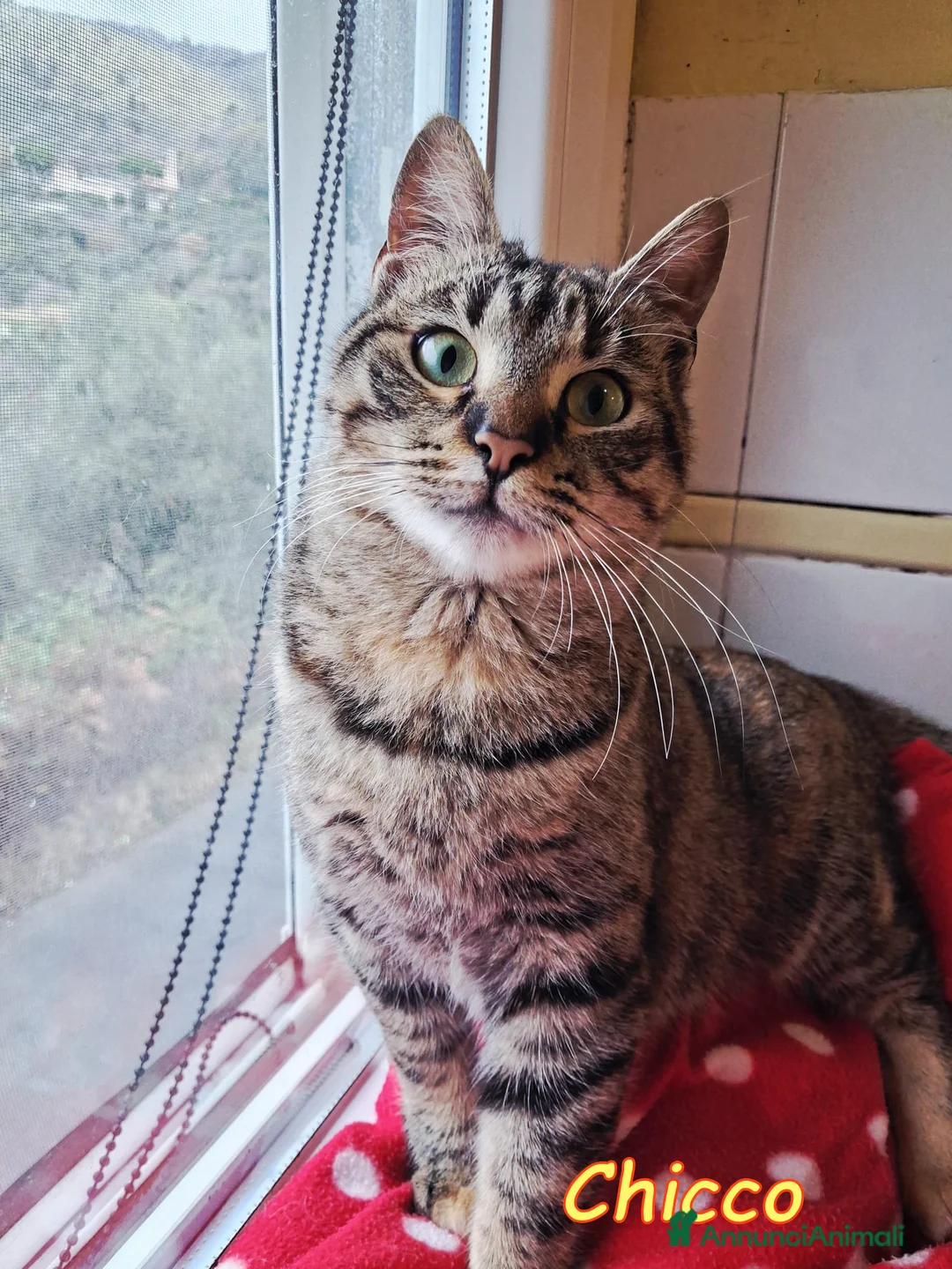 Europeo gatti in regalo: Chicco! 😺 - Annuncio 2