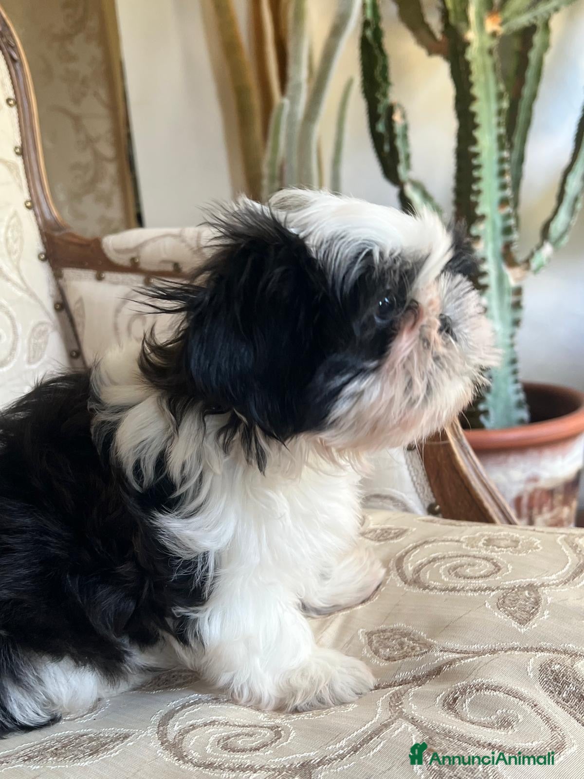 Shih Tzu cani Cucciolo Shih Tzu Shitzu pronto a settembre! - Annuncio 1