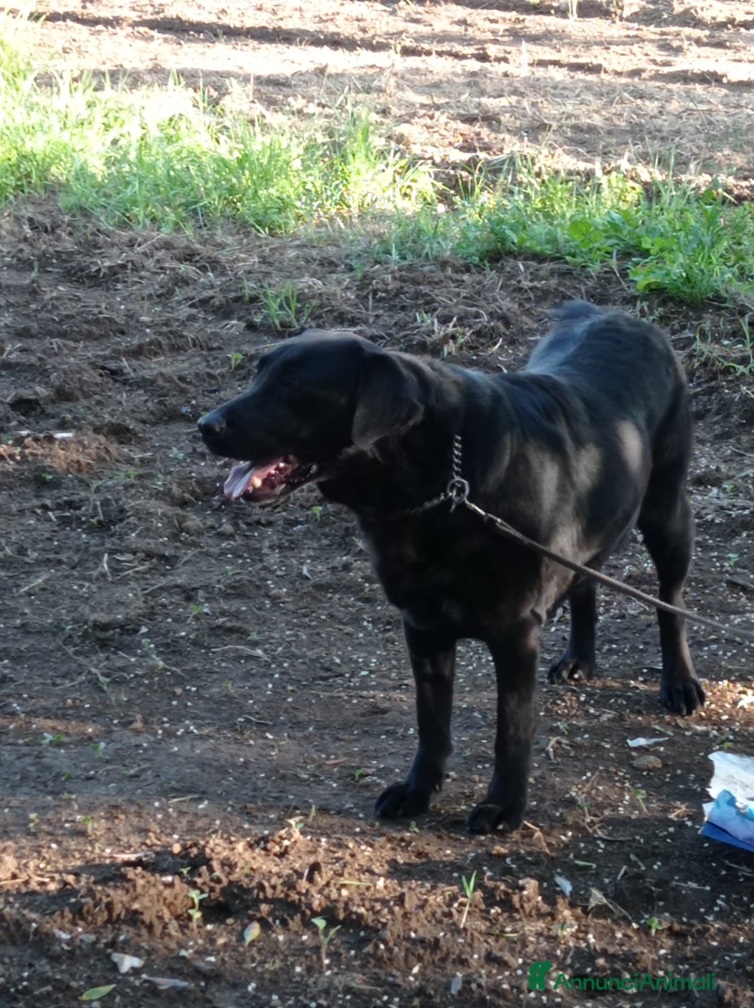 Labrador cani Leila - Labrador Femmina - Annuncio 2