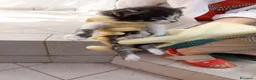 Meticcio gatti in regalo: REGALO 5 GATTINI NATI IL 1.8.26 - Annuncio 1