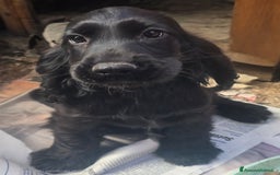 Cocker cani in vendita: Cocker Spaniel  a Provincia di Pescara - Immagine 6