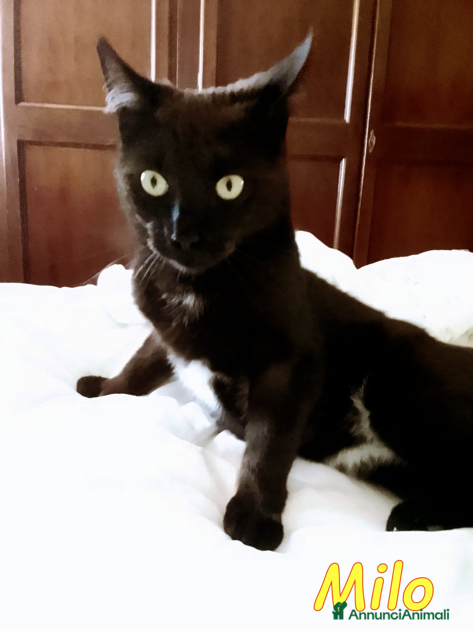 Europeo gatti  GATTINO DI SEI MESI DOLCISSIMO - Annuncio 21