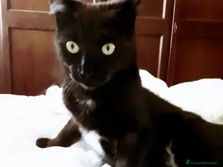 Europeo gatti GATTINO DI SEI MESI DOLCISSIMO - Annuncio 21