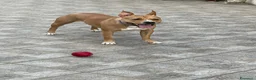 Pitbull cani in regalo: Regalo cagnolina  - Annuncio 3