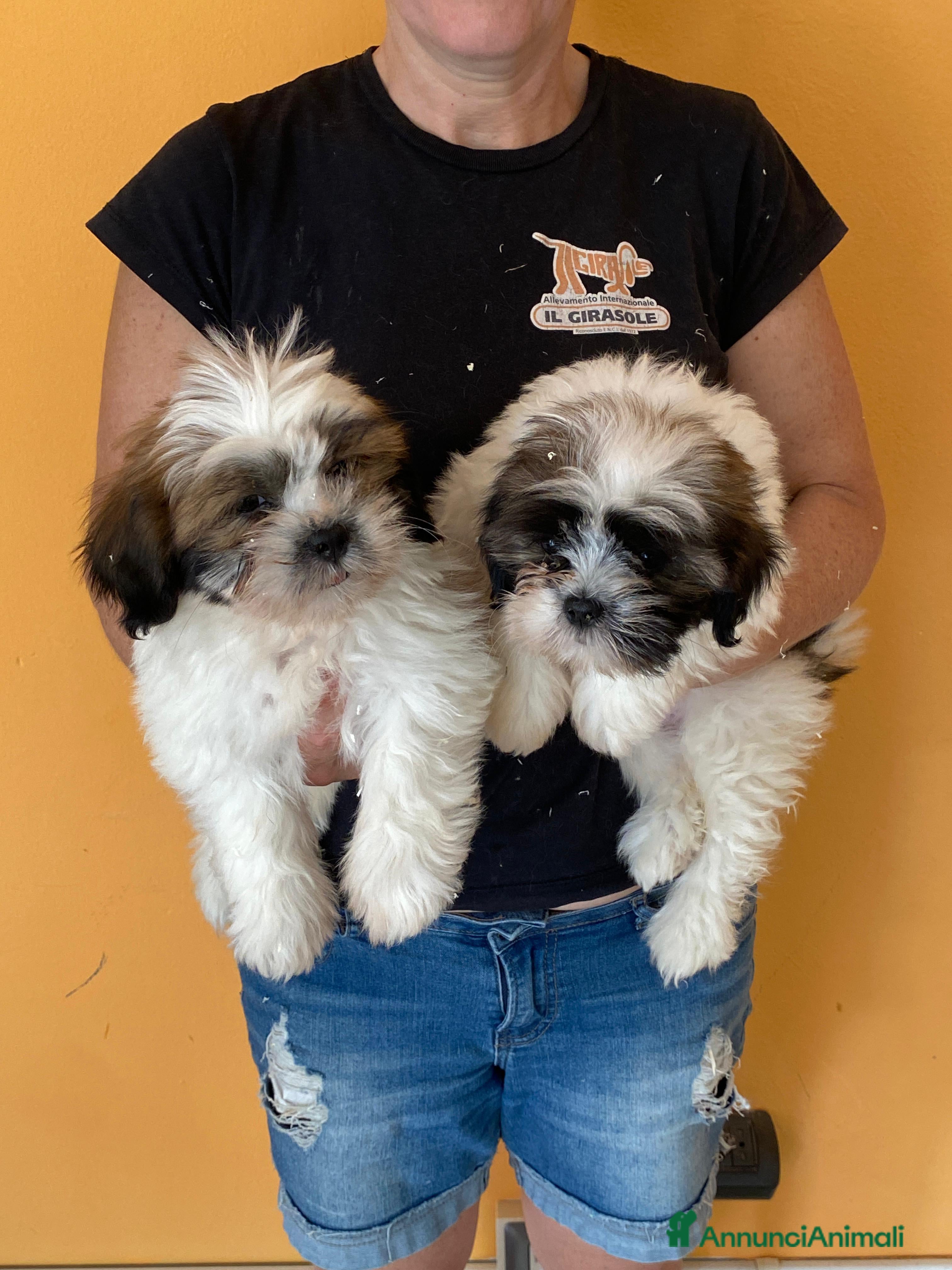 Lhasa Apso cani Lhasa apso a Magenta - Annuncio 1