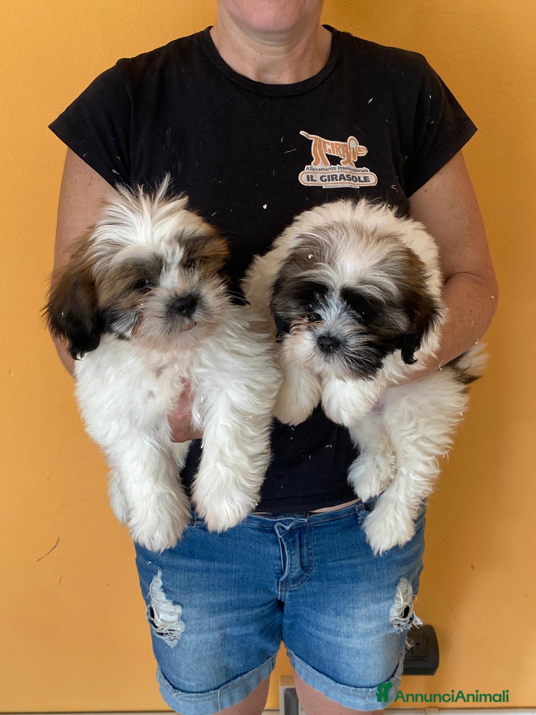 Lhasa Apso cani in vendita: Lhasa apso a Magenta - Annuncio 1