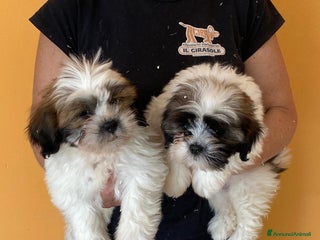 Lhasa Apso cani Lhasa apso a Magenta - Annuncio 3