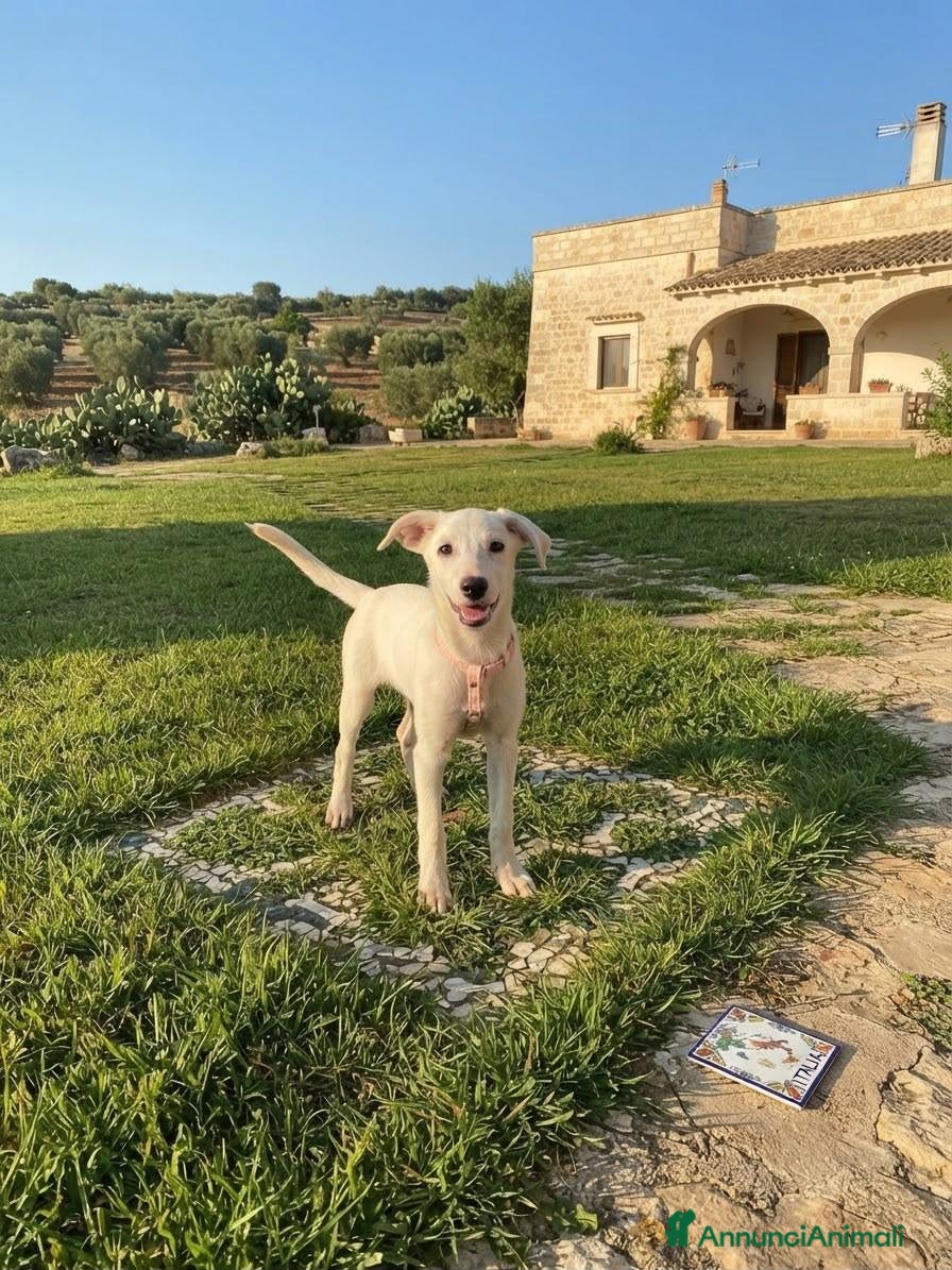 Meticcio cani MANNY  - Annuncio 16