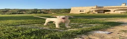 Meticcio cani in regalo: MANNY  - Annuncio 1