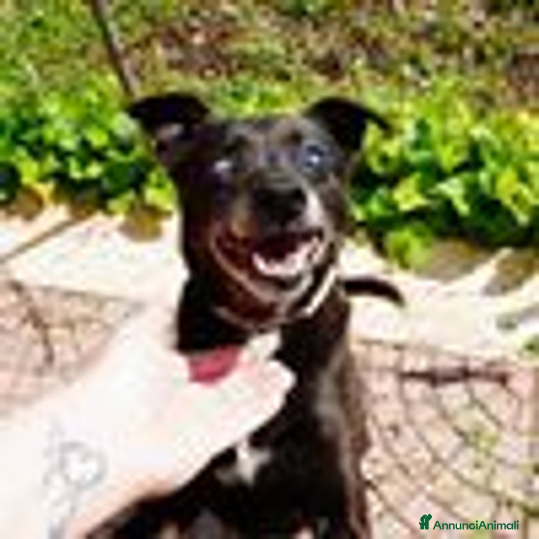 Pinscher Tedesco cani in regalo: Bobby, super adozione del cuore - Annuncio 8