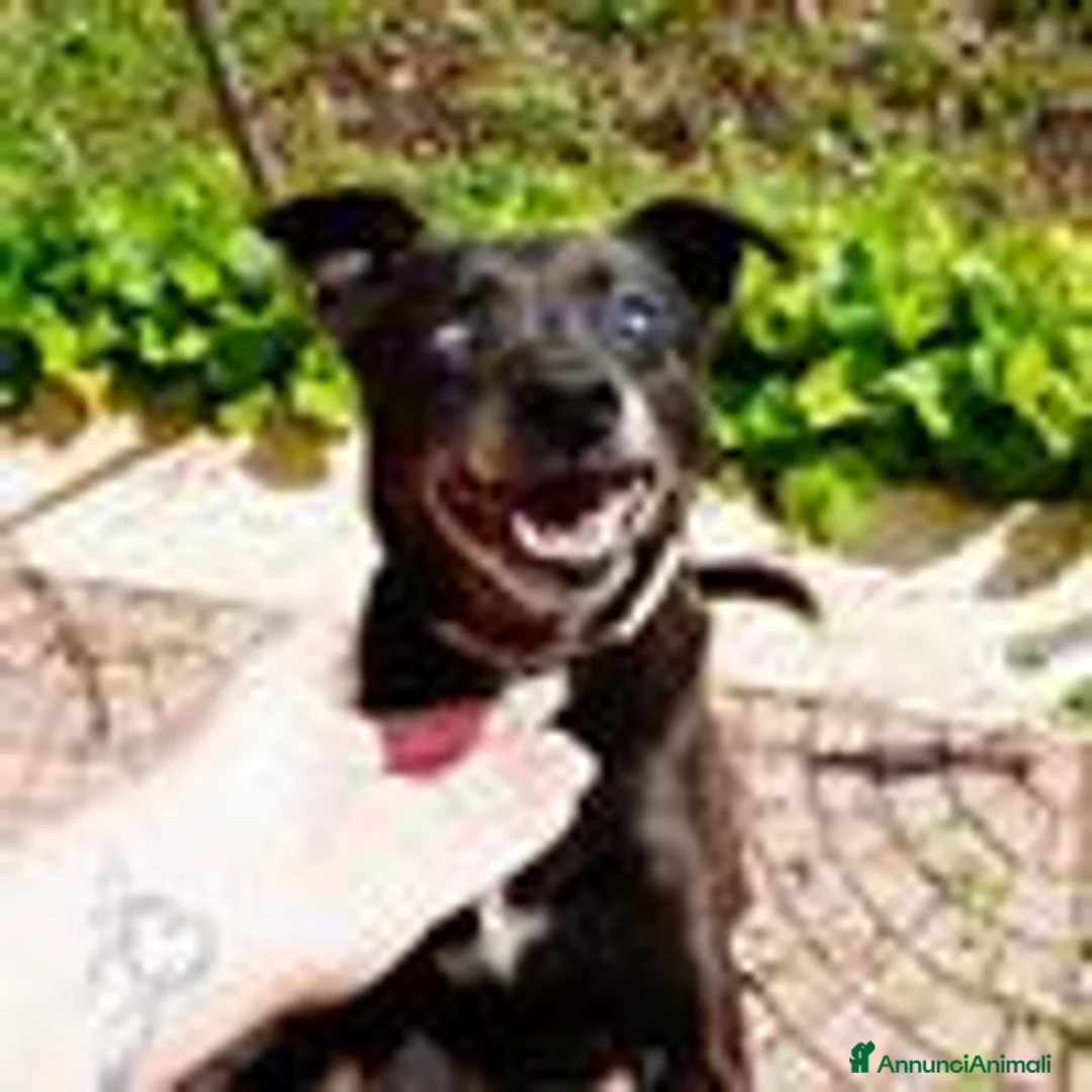 Pinscher Tedesco cani in regalo: Bobby, super adozione del cuore - Annuncio 8