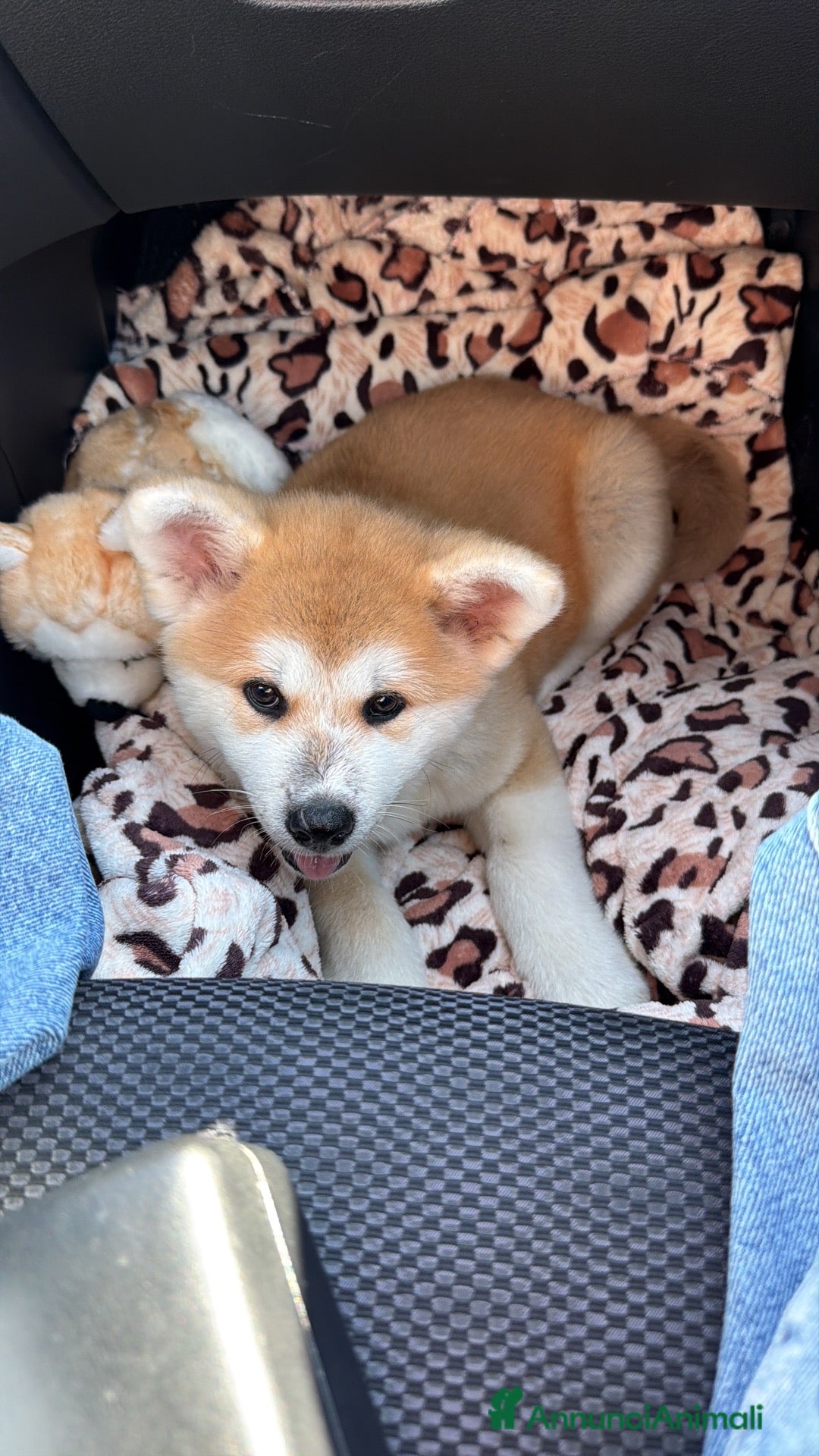 Akita Inu cani Cucciole Akita inu - Annuncio 18