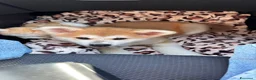 Akita Inu cani in vendita: Cucciole Akita inu a Provincia di Treviso - Annuncio 1