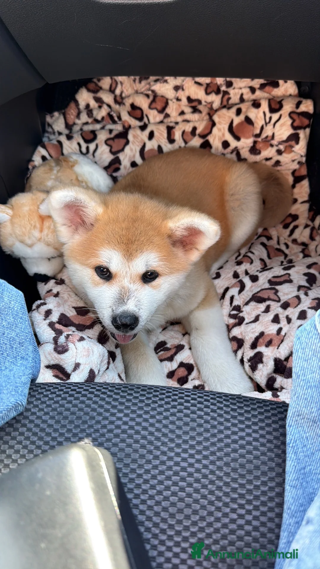 Akita Inu cani in vendita: Cucciole Akita inu a Provincia di Treviso - Annuncio 1