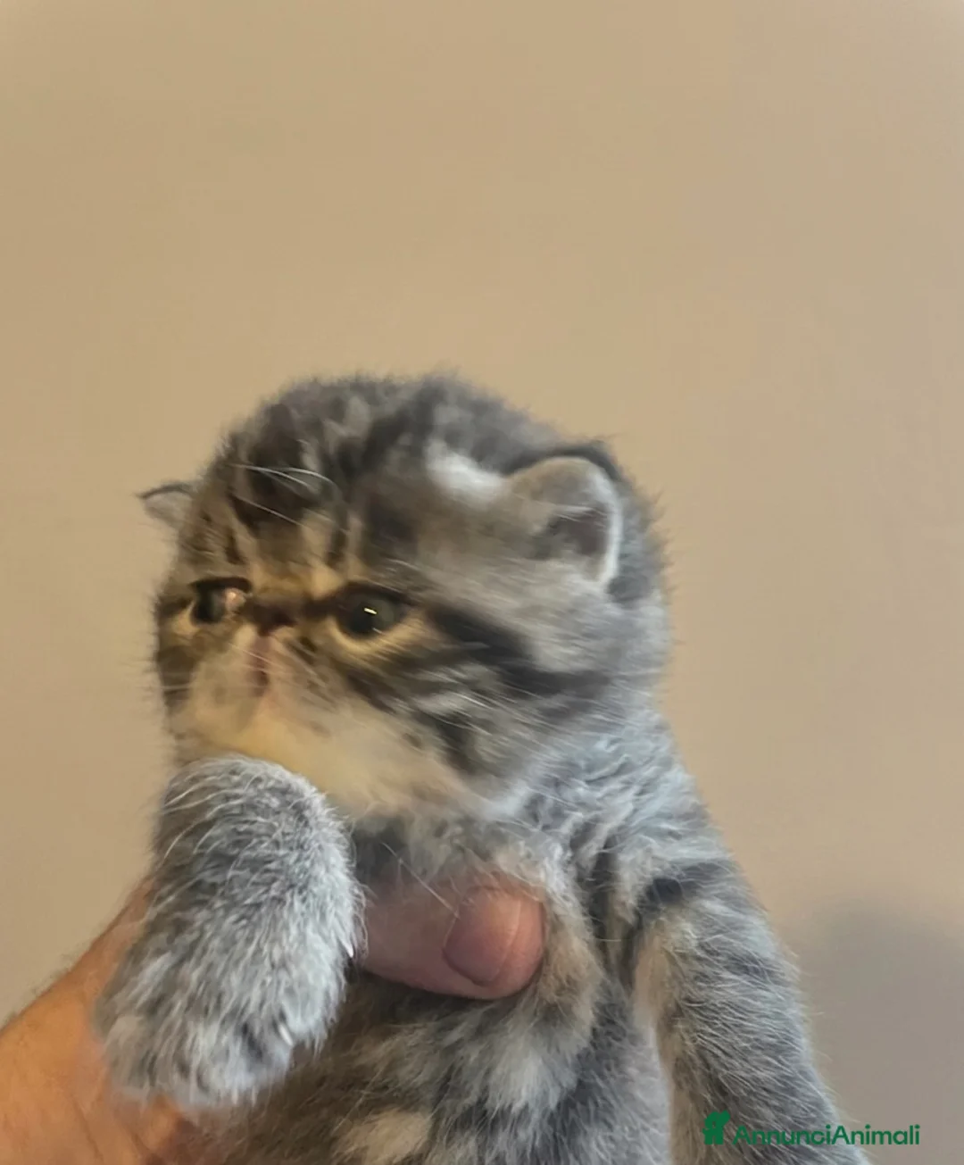 Exotic Shorthair gatti in vendita: Exotic Shortaire  - Annuncio 2