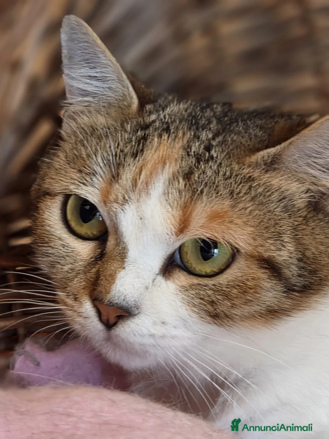 Europeo gatti in regalo: Deliziosa micetta Cocotina  - Annuncio 1