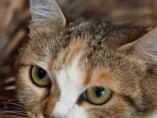 Europeo gatti Deliziosa micetta Cocotina - Annuncio 1