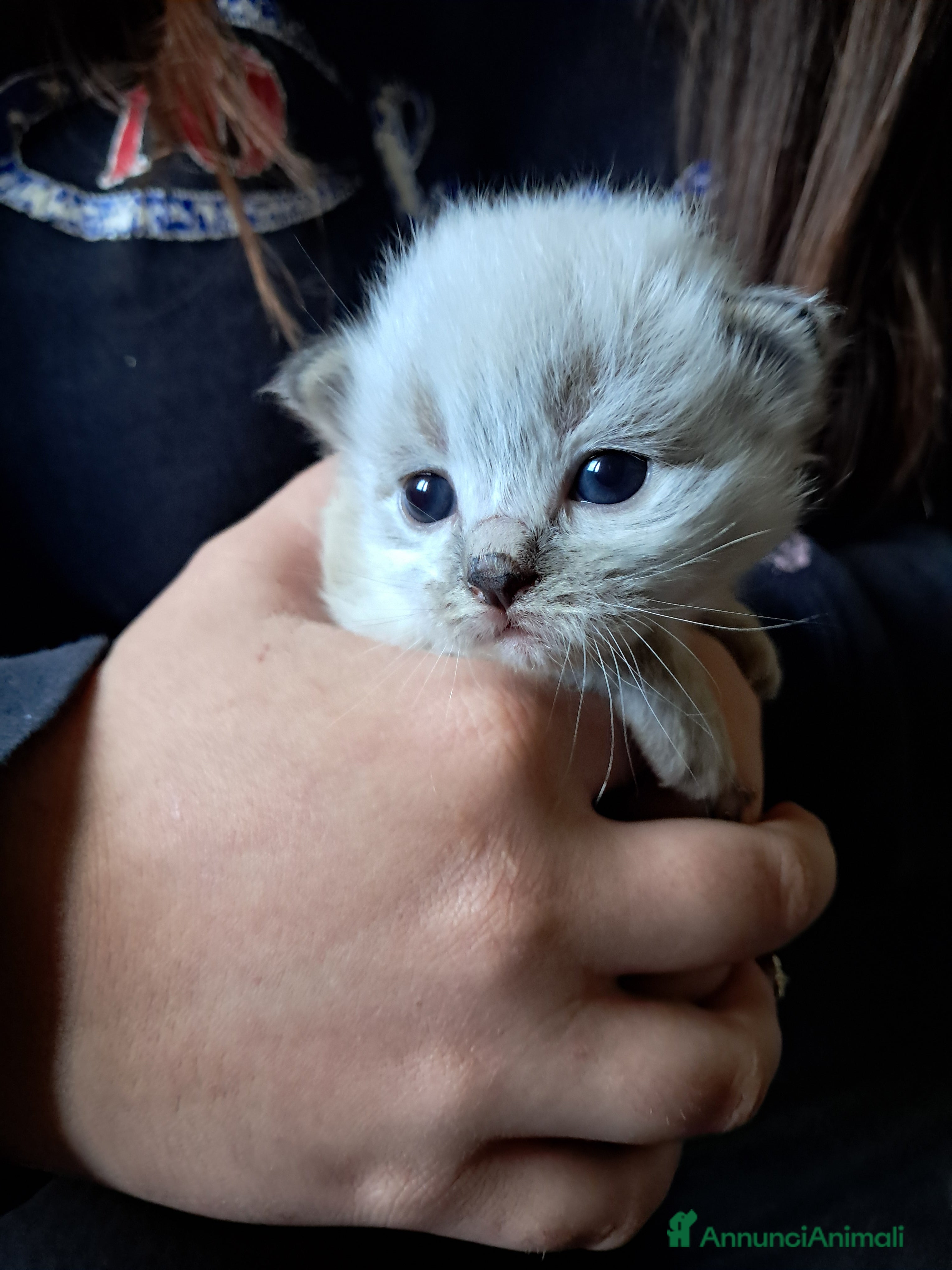 Siberiano gatti Cucciola Siberiana neva  - Annuncio 14