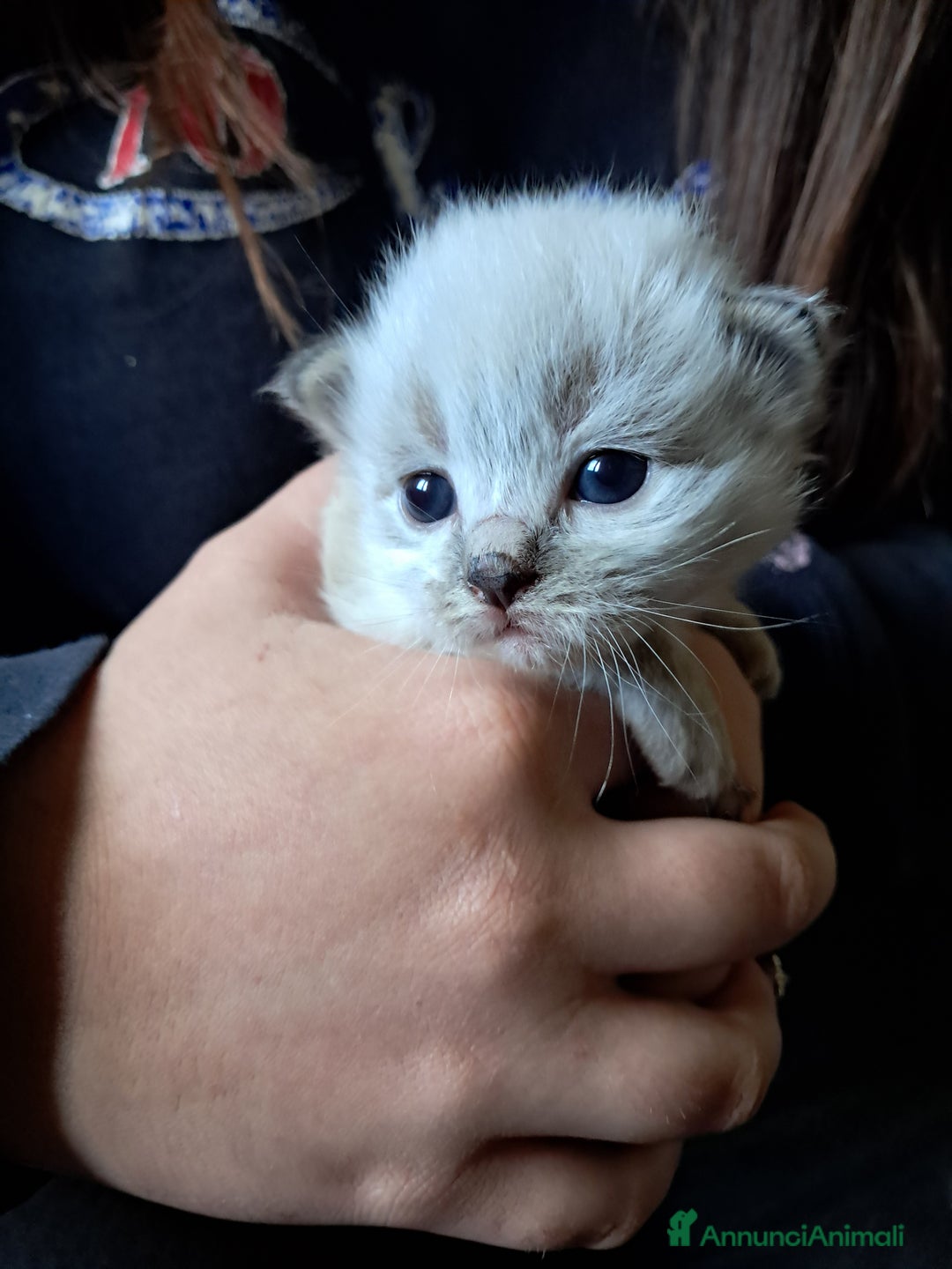 Siberiano gatti in vendita: Cucciola Siberiana neva  - Annuncio 1