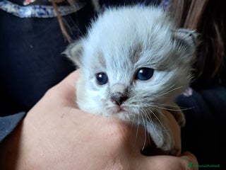 Siberiano gatti Cucciola Siberiana neva - Annuncio 17