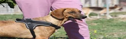 Meticcio cani in regalo: Giordan in adozione - Annuncio 7