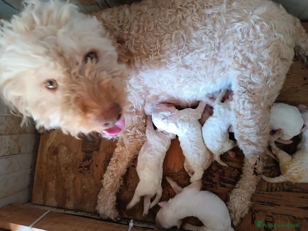 Lagotto cani in vendita: Lagotti  - Annuncio 2