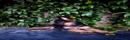 Pastore Tedesco cani in vendita: Cuccioli Pastore Tedesco altissima genealogia. a Provincia di Treviso - Annuncio 4