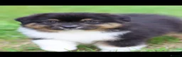 Australian Shepherd cani in vendita: Cuccioli di pastore australiano  - Annuncio 8