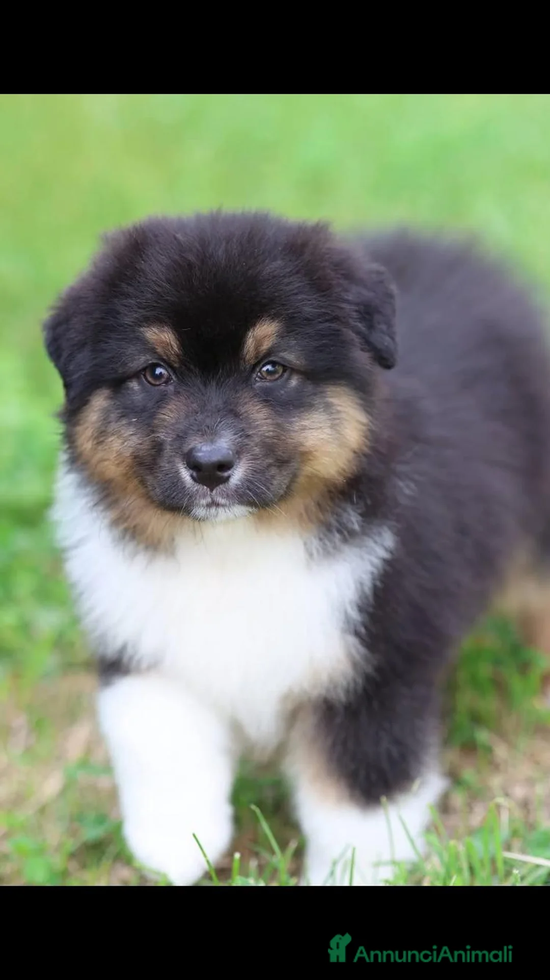 Australian Shepherd cani in vendita: Cuccioli di pastore australiano  - Annuncio 8