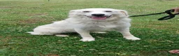 Meticcio cani in regalo: SHAKIRA DOLCE MAMMINA CHE NON MERITA IL CANILE - Annuncio 1