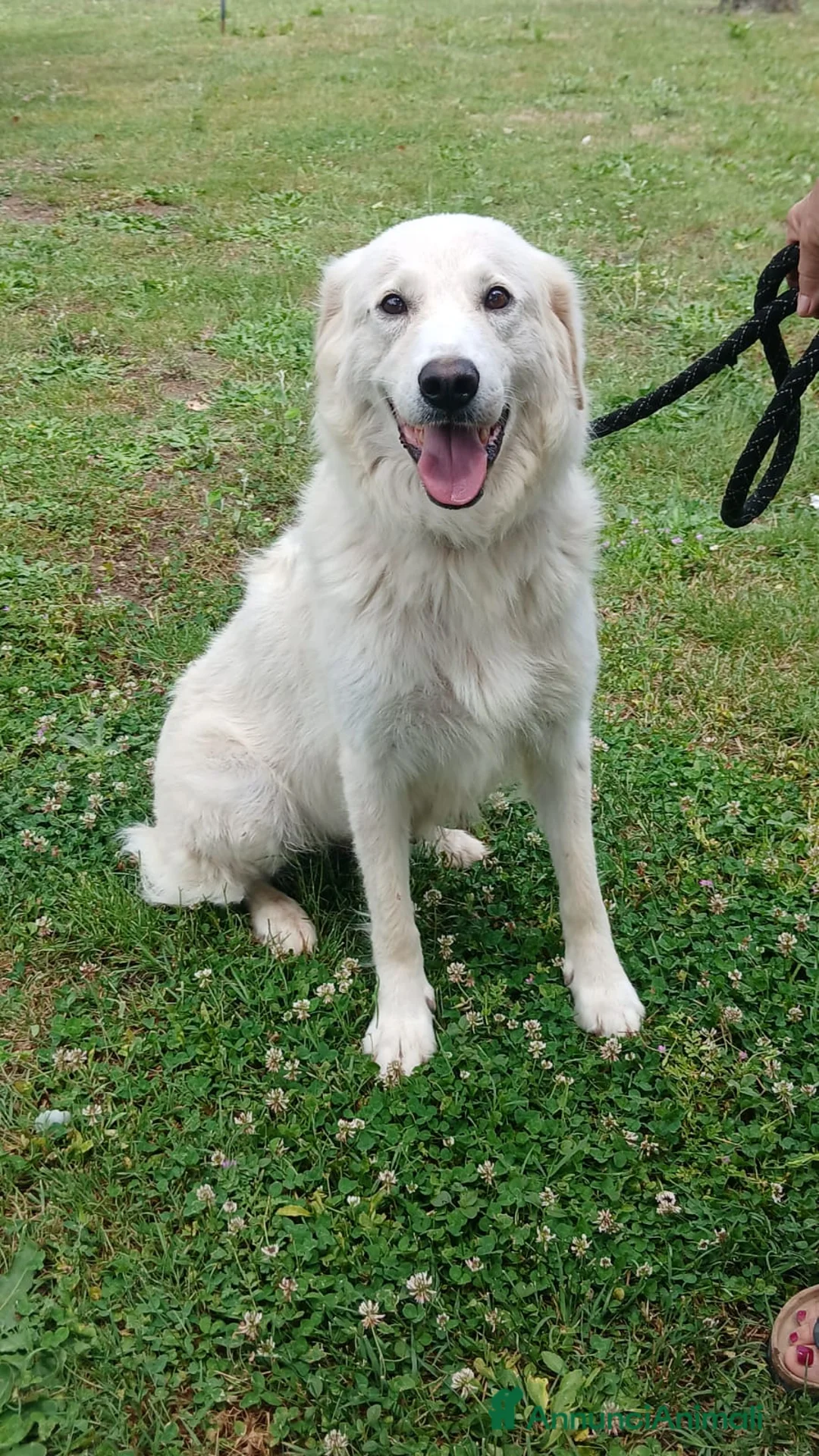 Meticcio cani in regalo: SHAKIRA DOLCE MAMMINA CHE NON MERITA IL CANILE - Annuncio 1