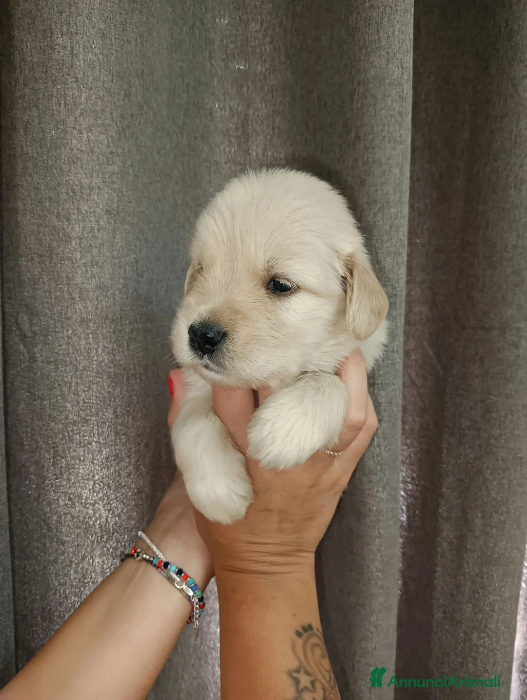 Golden Retriever cani in vendita: Golden retriever americano  a Provincia del Sulcis Iglesiente - Annuncio 6