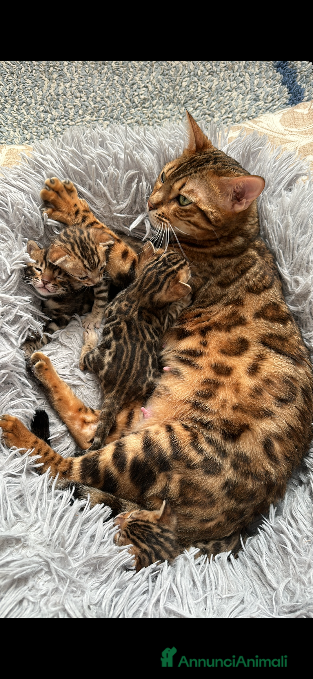 Bengala gatti in vendita: Bengala cuccioli - Annuncio 1