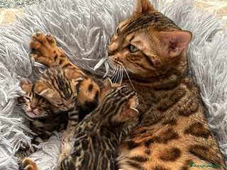 Bengala gatti Bengala cuccioli - Annuncio 9