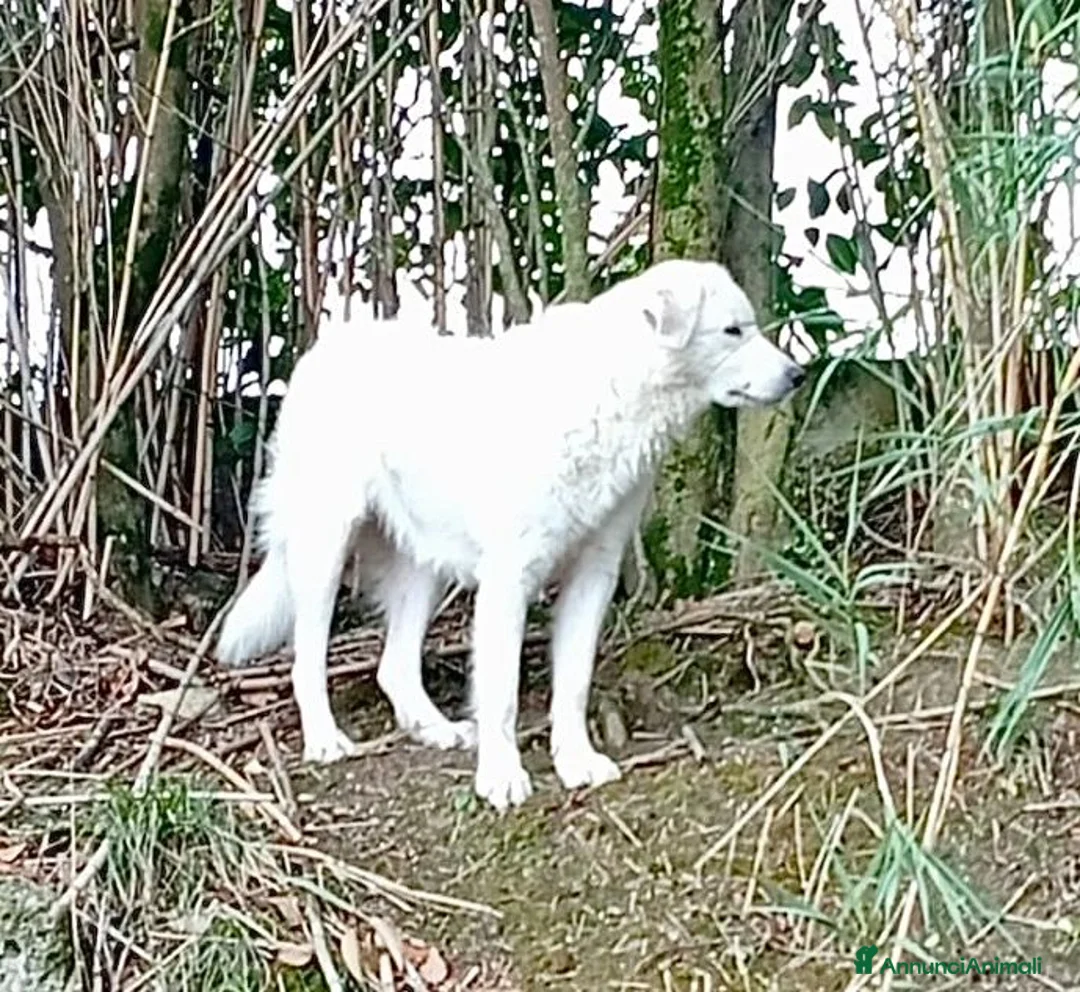 Pastore Abbruzzese Maremmano cani in regalo: ORTENSIA gioiosa ed affettuosa con tutti! - Annuncio 2