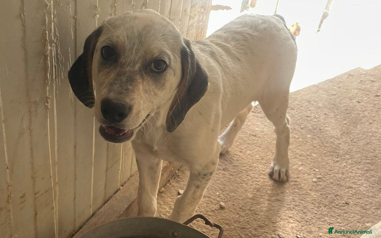 Segugio cani LA BELLA SIRYA - Annuncio 20