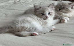 Ragdoll gatti in vendita: Ragdoll cucciolo  a Provincia di Varese - Immagine 8