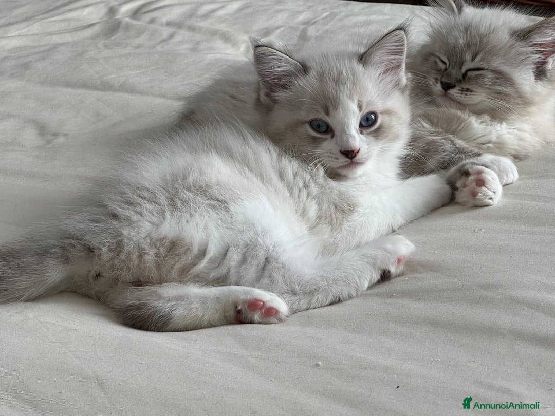 Ragdoll gatti in vendita: Ragdoll cucciolo  a Provincia di Varese - Immagine 8