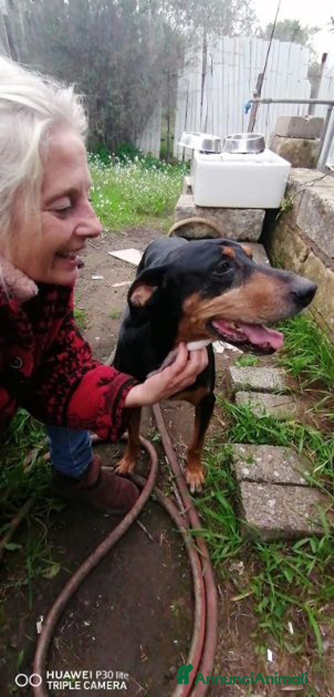 Segugio cani in regalo: FRITZ dolce segugio - Annuncio 6