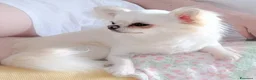 Chihuahua cani in vendita: Cuccioli chihuahua pedigree enci  - Annuncio 7