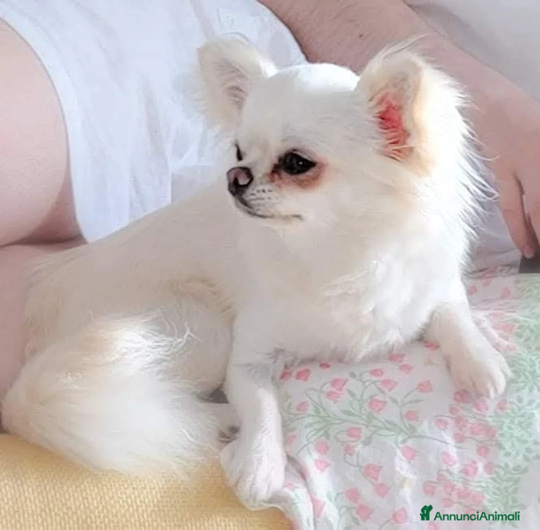 Chihuahua cani in vendita: Cuccioli chihuahua pedigree enci  - Annuncio 7