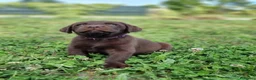 Labrador cani in vendita: cuccioli di labrador - Annuncio 3