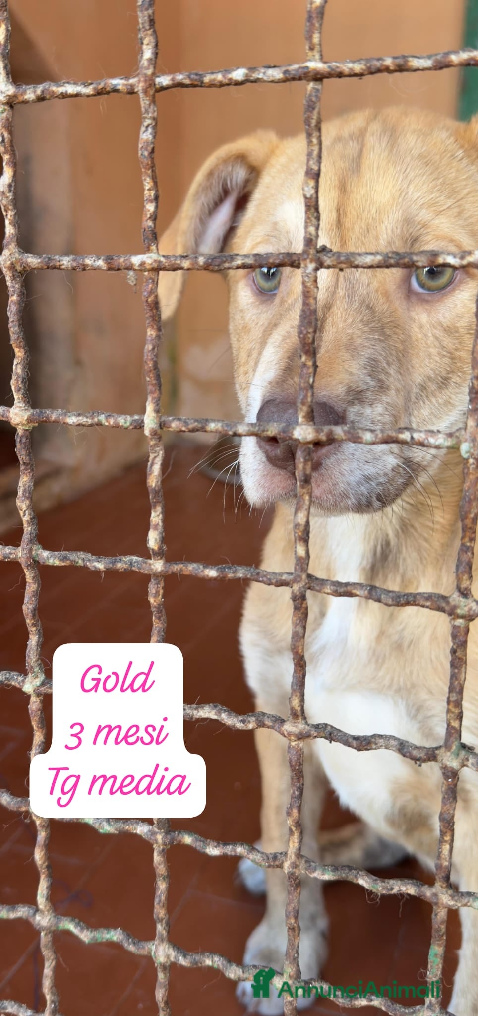 Meticcio cani Tanti bellissimi cuccioli da salvare  - Annuncio 2