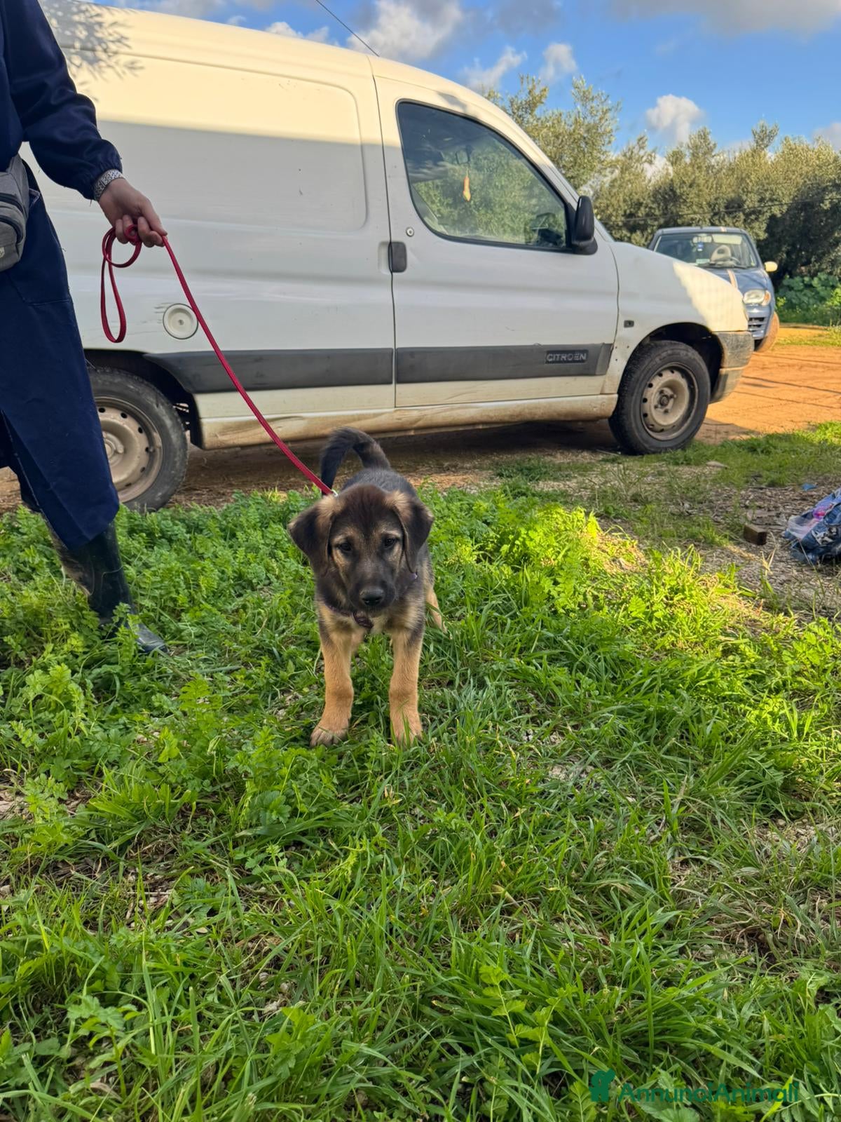 Altre razze cani simply  - Annuncio 2