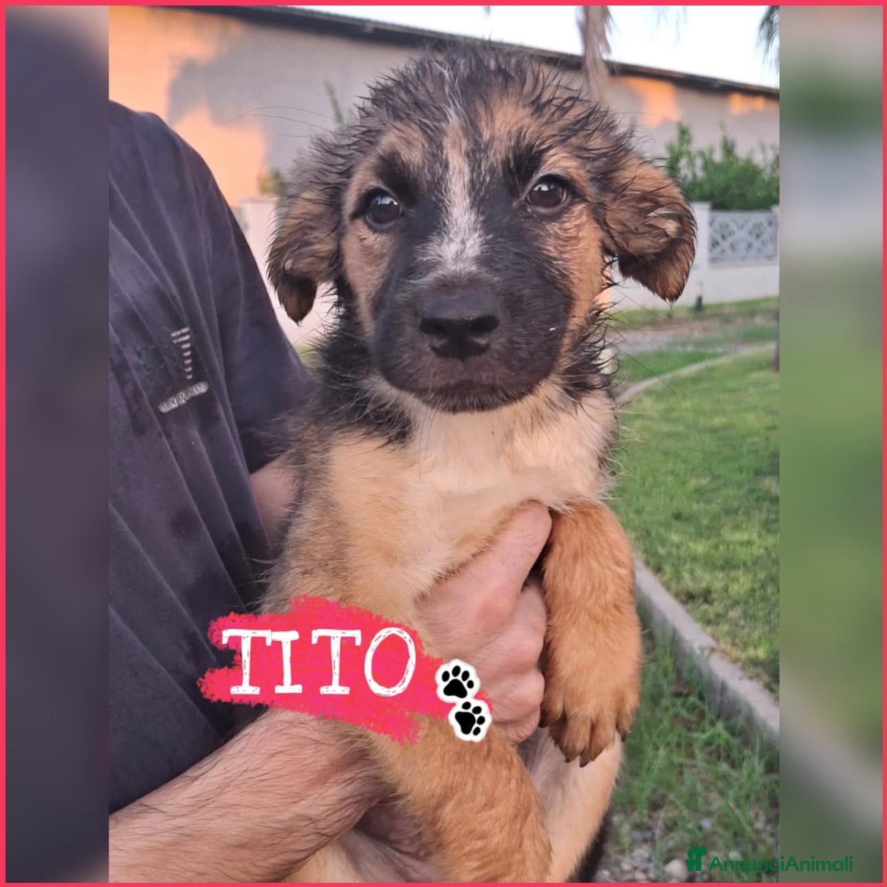 Meticcio cani TITO 💙 un musino che fa innamorare 😍🥹 - Annuncio 16