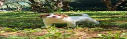Jack Russell cani in vendita: Cuccioli Jack Russell  Pelo Liscio con Pedigree - Annuncio 5